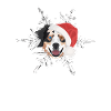 Berger australien Joyeux Noël