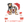 Australian Shepherd Weihnachtsmarkt