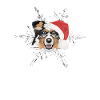 Berger australien Joyeux Noël