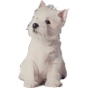 Westhighland White Terrier - Westie