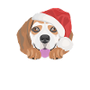 Beagle Merry Christmas