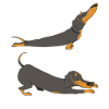Stretching Dachshund