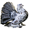 pigeon