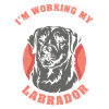 Labrador