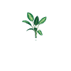 Dieffenbachia Mama