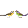 Oiseaux