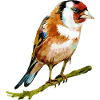 Bunter Vogel