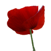 Mohn