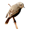 Rotschwänzchen