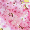 Kirschblüten