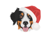 Bernese Mountain Dog Merry Christmas