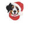 Bouvier Bernois Joyeux Noël