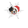 Bouvier Bernois Joyeux Noël