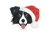 Border Collie Frohe Weihnachten
