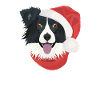 Border Collie Merry Christmas