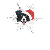 Border Collie Glædelig jul