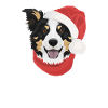 Border Collie Merry Christmas