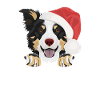 Border Collie Merry Christmas