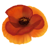 Poppy