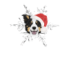 Border Collie Merry Christmas
