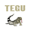 Tegu Lizard Reptile Herpetologist