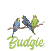 Budgerigar Parakeet Bird Pet Gift
