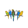 Budgerigar Parakeet Bird Pet Gift