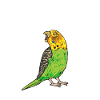 Budgerigar Parakeet Bird Pet Gift