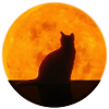Katze