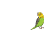 Budgerigar Parakeet Bird Pet Gift