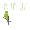 Budgerigar Parakeet Bird Pet Gift