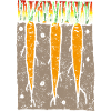 Carrots