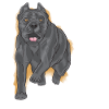 Gelukkige Cane Corso