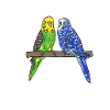 Budgerigar Parakeet Bird Pet Gift