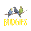 Budgerigar Parakeet Bird Pet Gift