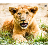 Lionceau