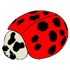 ladybug