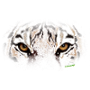 Eyes of theTiger