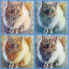 Pop Art Katzen Collage