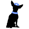 Prince Chihuahua avec couronne bleue
