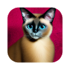 Siamese cat