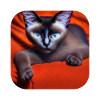 Siamese cat