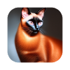 Siamese cat