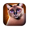 Siamese cat