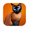 Siamese cat