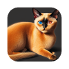 Siamese cat