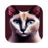 Siamese cat