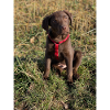 Labrador Choco Welpe