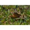 Sei kein Frosch