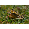 Froschkönig wie im Märchen